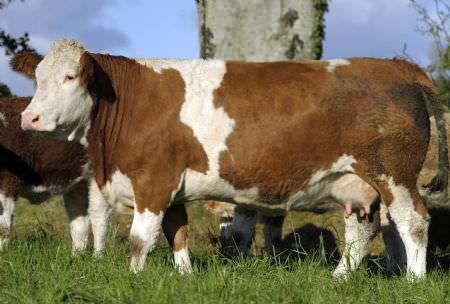 Over 40 years of breeding in Laois Simmental herd