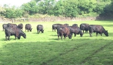 Read more about the article Stockbull finder an important tool when selling bulls for Cork Angus herd