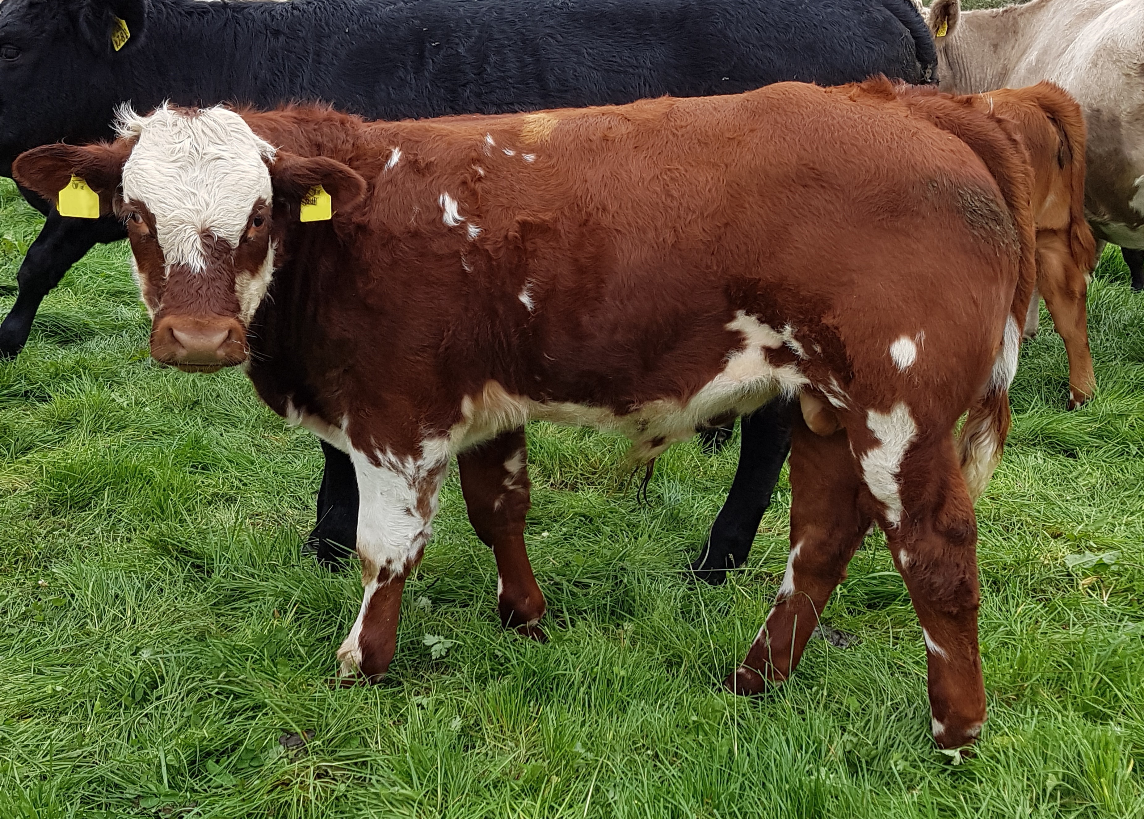 Read more about the article 5 Star Cows Delivering on Weaning Performance