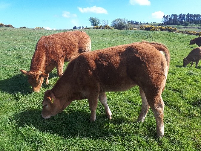 WHPR Breeder Profile – Easy calving, short gestation Bulls top priority for Co. Cork Limousin herd