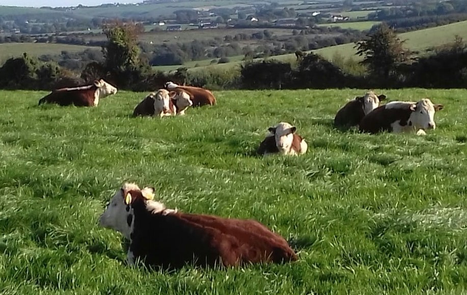 Read more about the article 2 bulls selected for Gene Ireland from Co. Cork Hereford herd