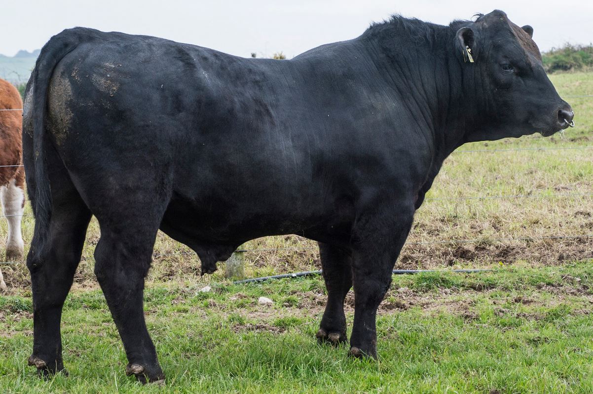 Read more about the article Gigginstown herd uses ICBF Stockbull finder to locate their new stock bull