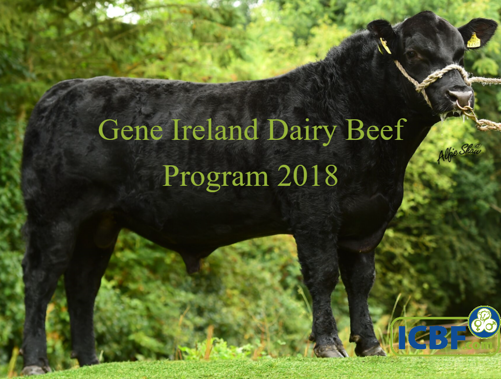 Read more about the article Gene Ireland Dairy Beef Program – Achieving more accurate evaluations for dairy beef traits