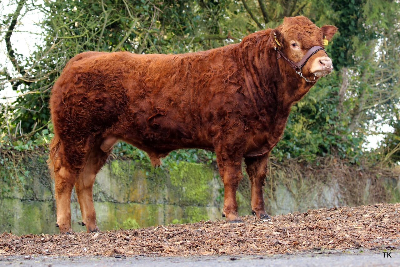 Read more about the article Gene Ireland AI Bull Profile: Corcamore Lorcan (LM4569)