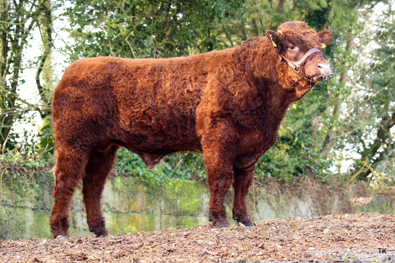 Read more about the article Gene Ireland AI Bull Profile: Knottown Roy (SA4604)