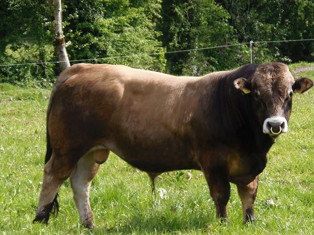 Read more about the article Stockbull Finder a valuable tool for Co. Westmeath Aubrac herd