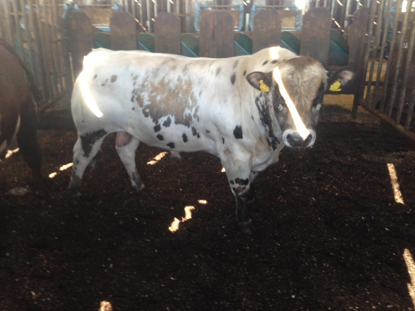 Read more about the article Video – Kilree Leo (PI2157) Progeny