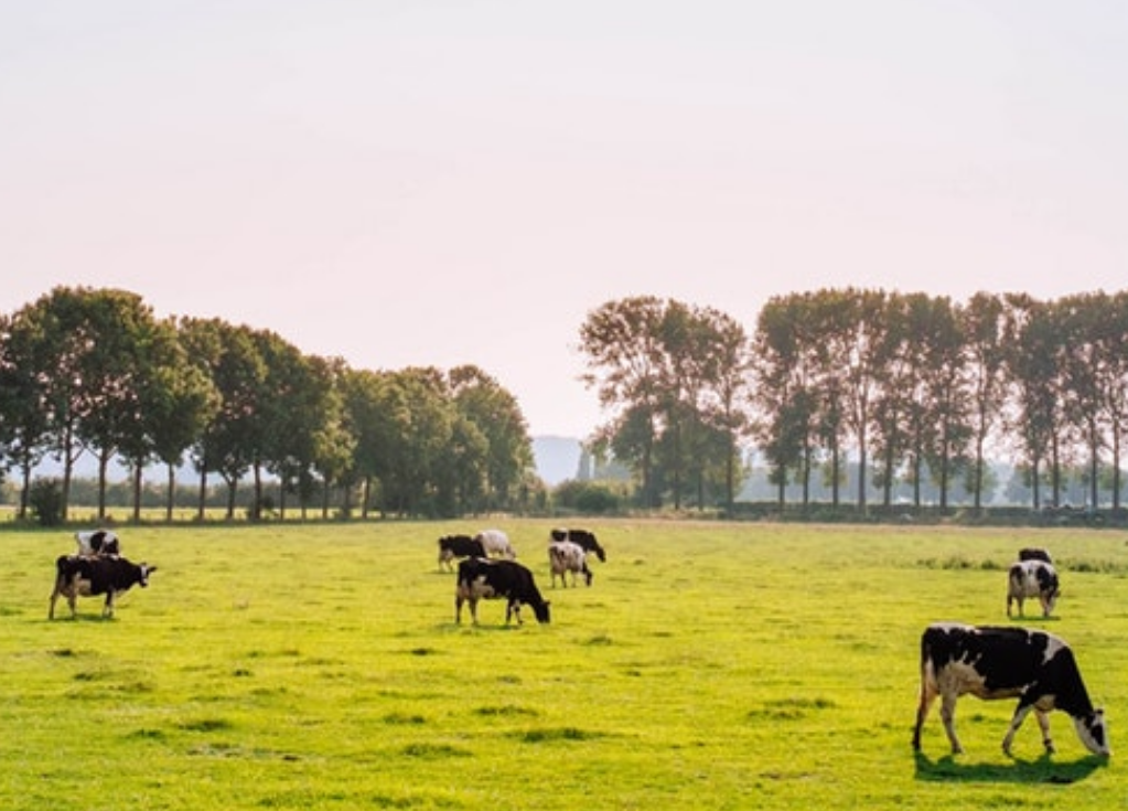 Read more about the article What are the Key principles of dairy breeding?