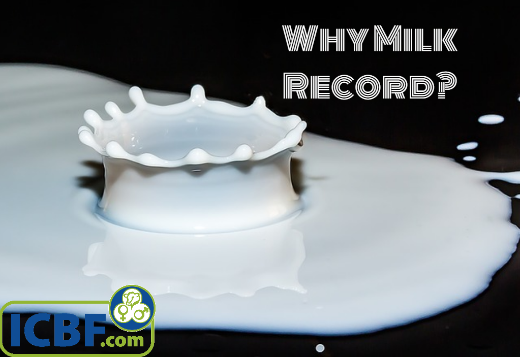 Read more about the article Increased Output through Milk Recording