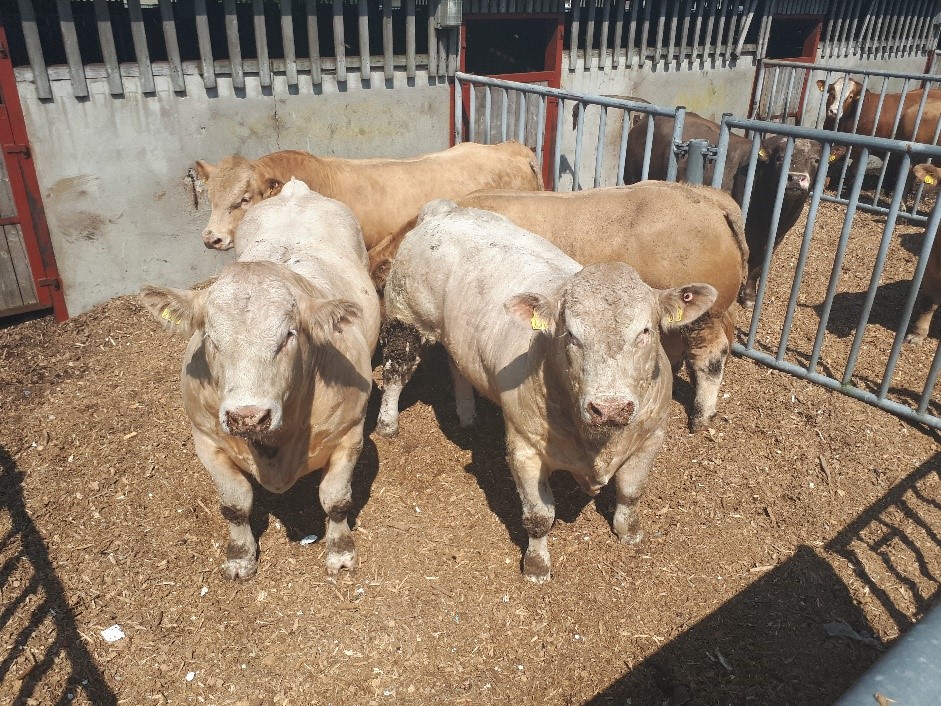 Read more about the article 209 commercial cattle being progeny tested in Tully