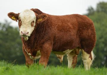 Read more about the article Gene Ireland Progeny Performance – AHC (Auroch Deuter PP)