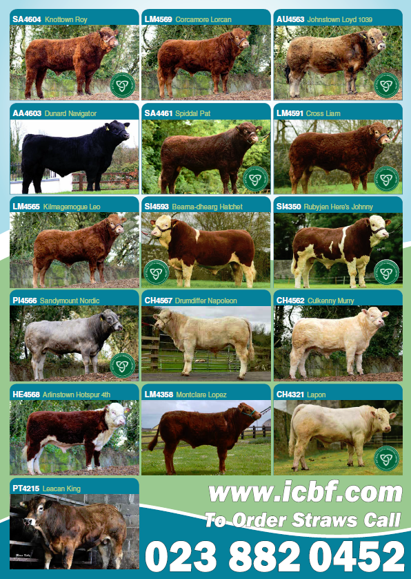 Read more about the article New Bulls join Gene Ireland Beef Panel