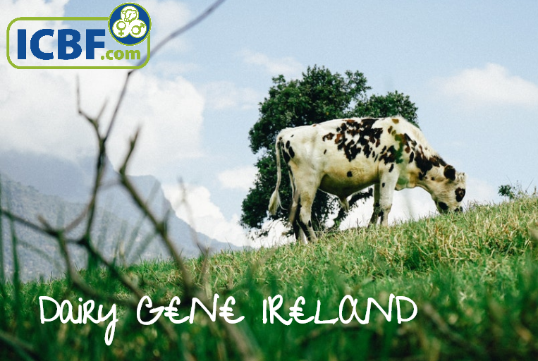 Read more about the article The role of the national breeding programme in the Irish dairy industry