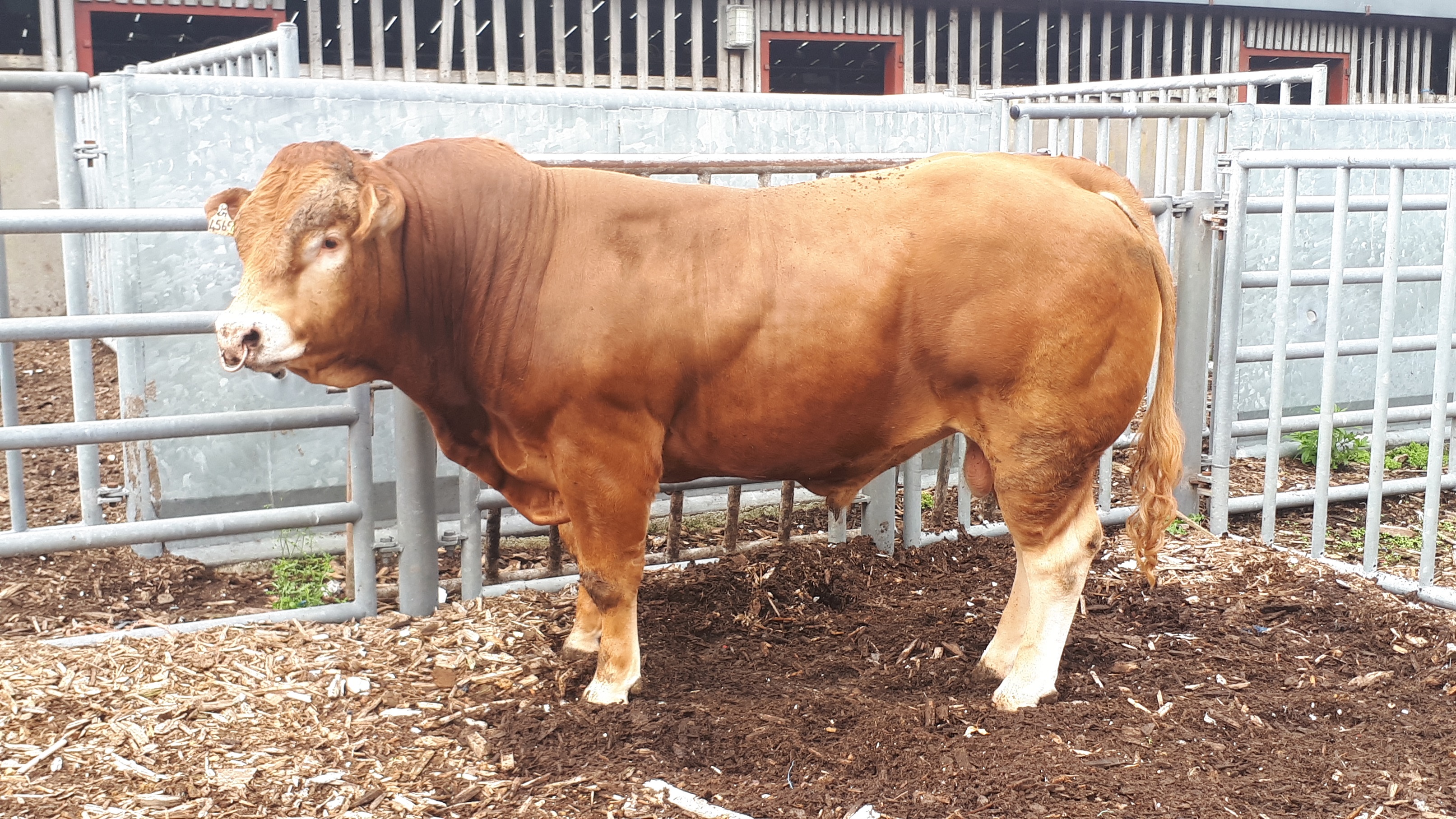 Read more about the article The latest Gene Ireland AI Beef bulls all find new homes!!