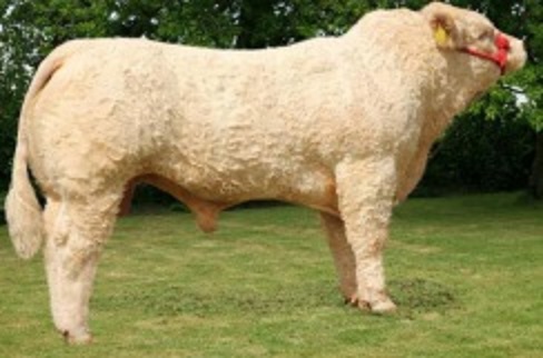 Read more about the article Gene Ireland Progeny Performance – HZJ (Lisnagre Handsome)