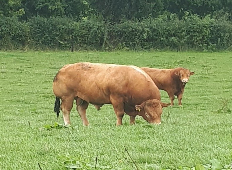 Read more about the article AHDB visits the Irish Cattle Breeding Federation