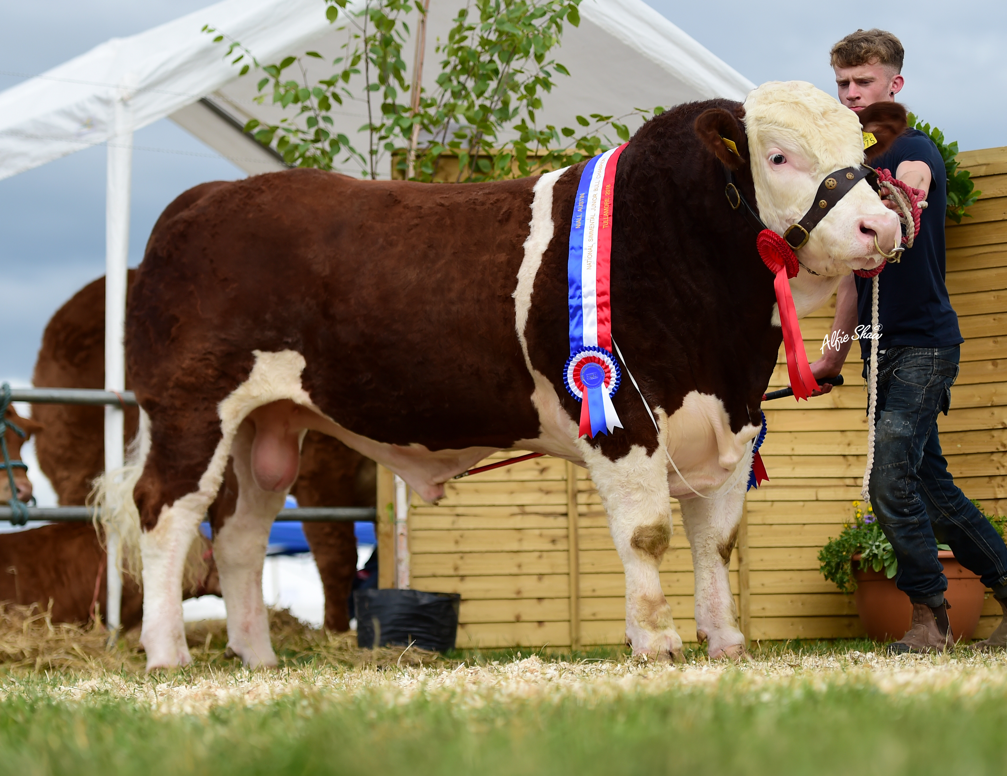 Read more about the article Another Gene Ireland sire delivers at Tullamore Show
