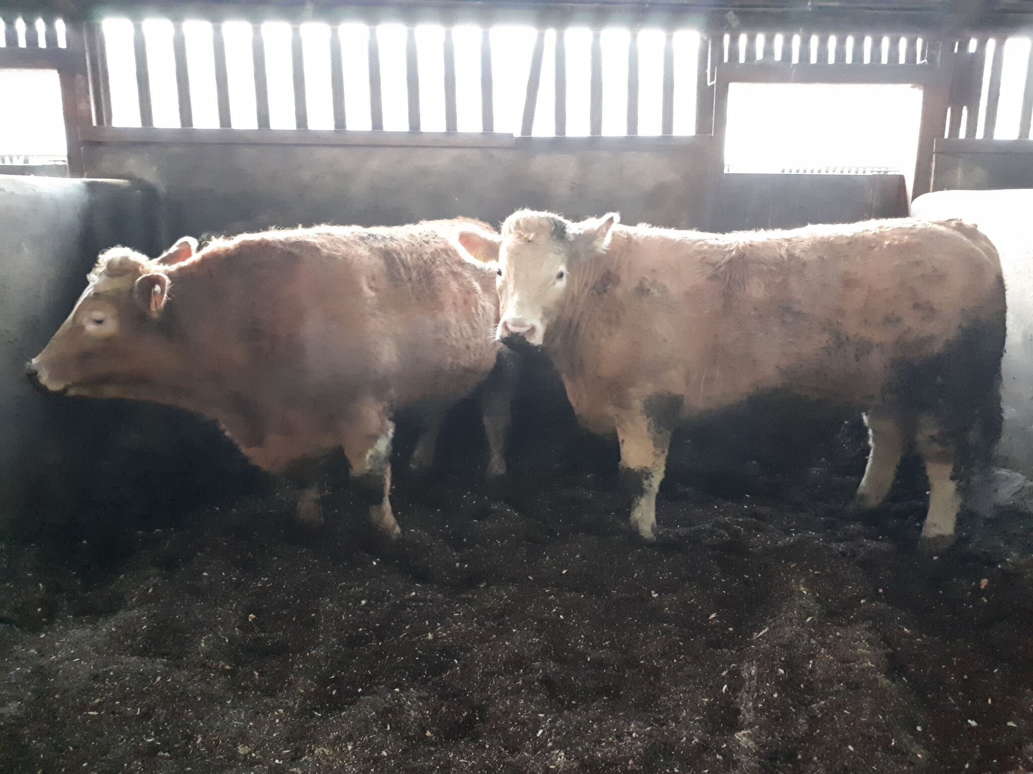 Read more about the article 81 suckler bred steers slaughtered from Tully