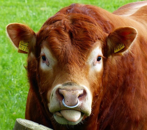 Read more about the article FAQ: How is a bull’s ‘Calving Interval’ figure calculated?