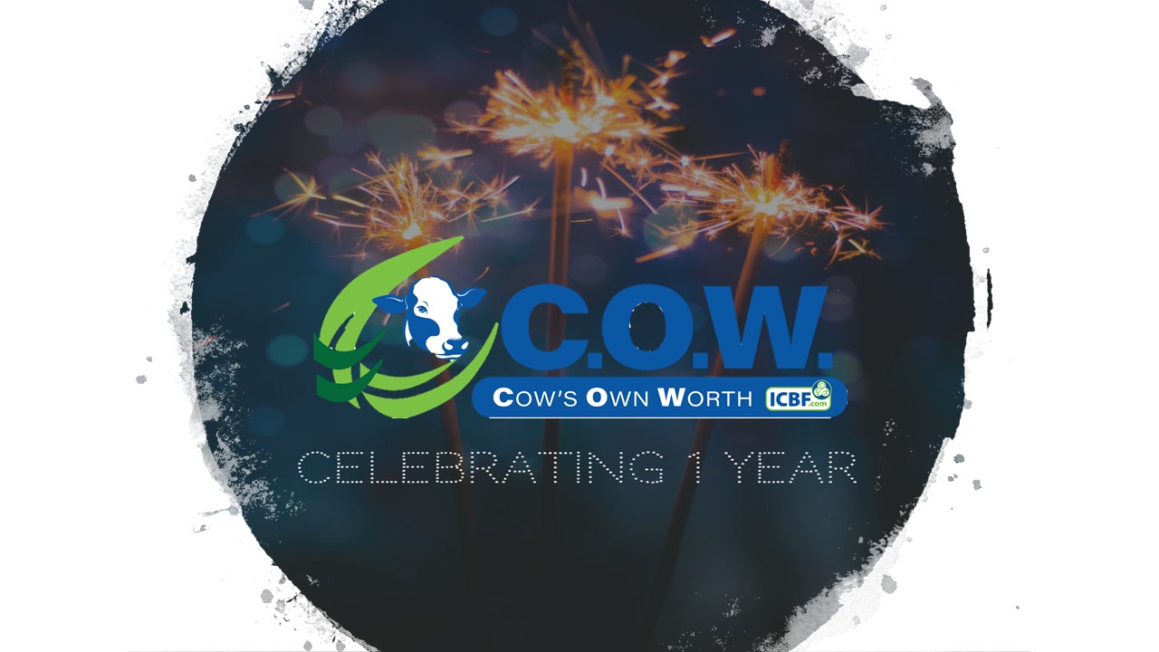 Read more about the article C.O.W. – Celebrating 1 Year in Operation