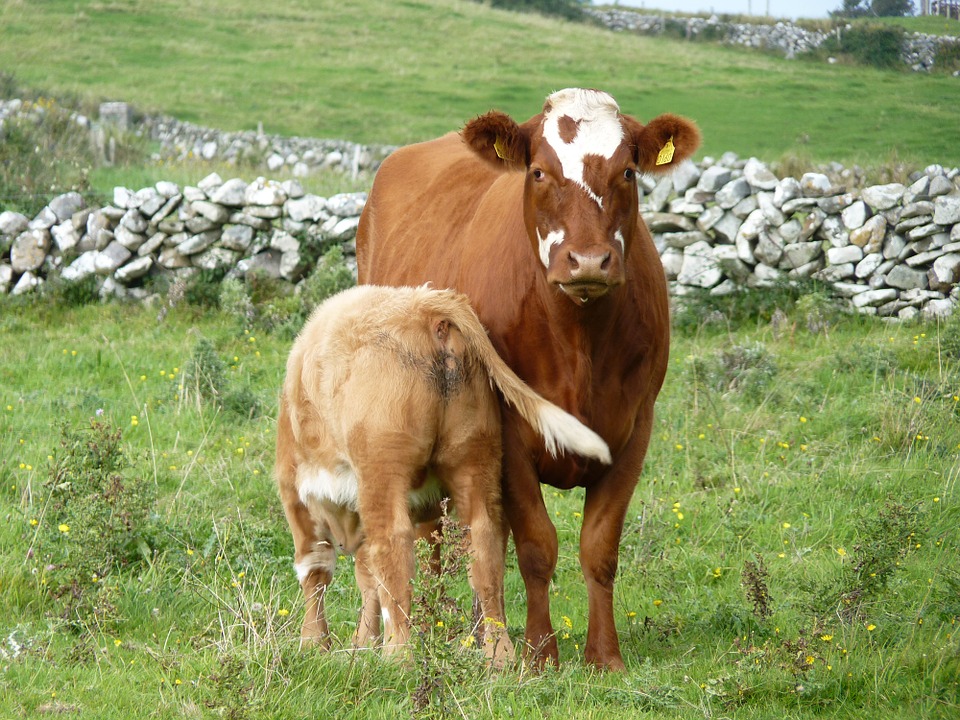 Read more about the article HerdPlus Suckler Cow Reports now online