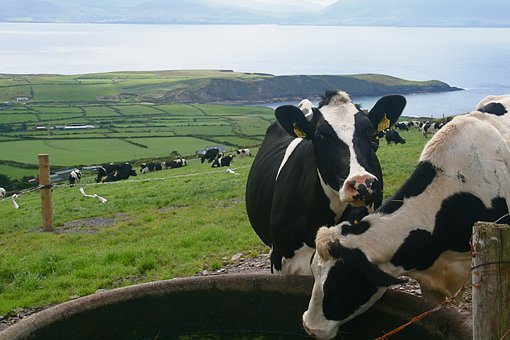 Read more about the article Breeding Healthier Dairy Cows