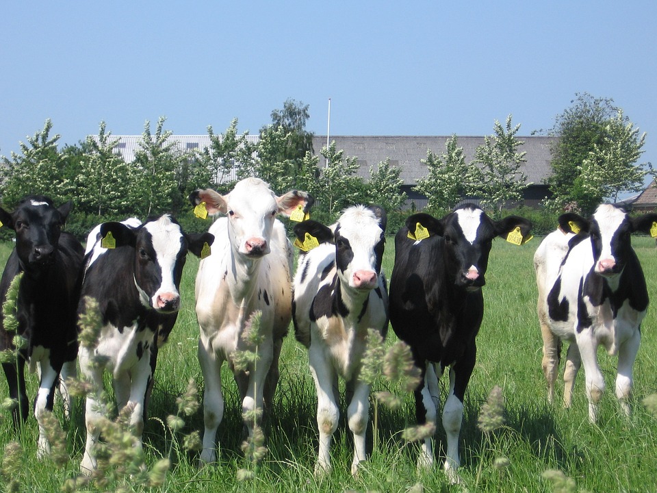 Read more about the article Dairy Gene Ireland programme