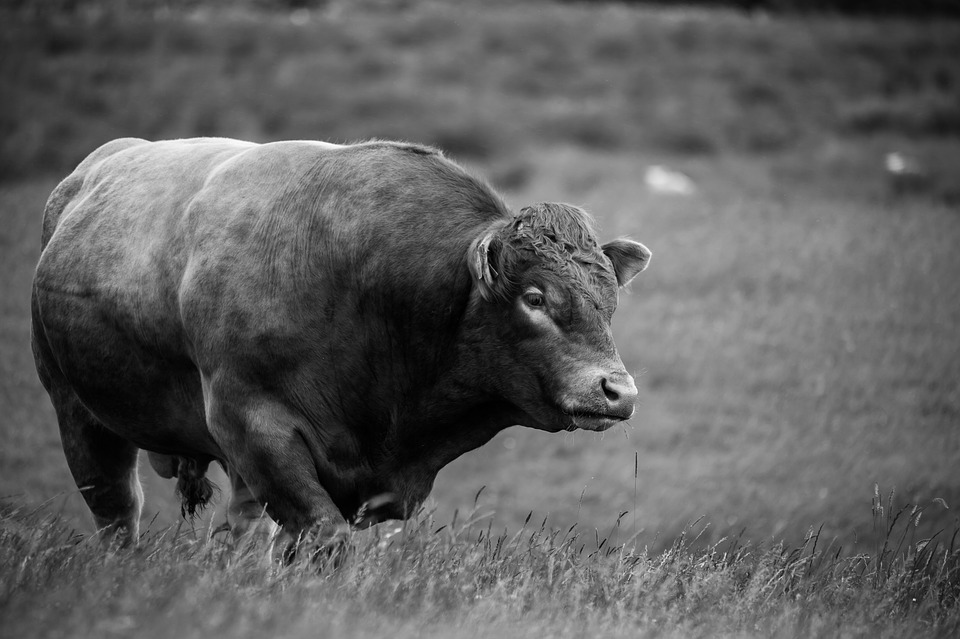 Read more about the article FAQ – How is a bulls Carcass Weight Index calculated?