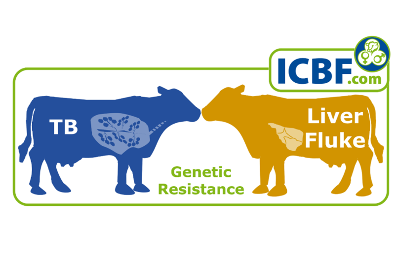 Read more about the article Breeding the way towards TB & liver fluke eradication