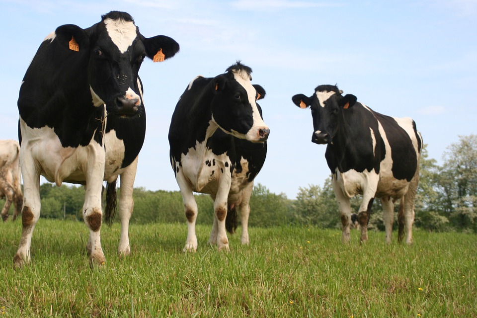 Read more about the article Dairy Calving Reports Now Online