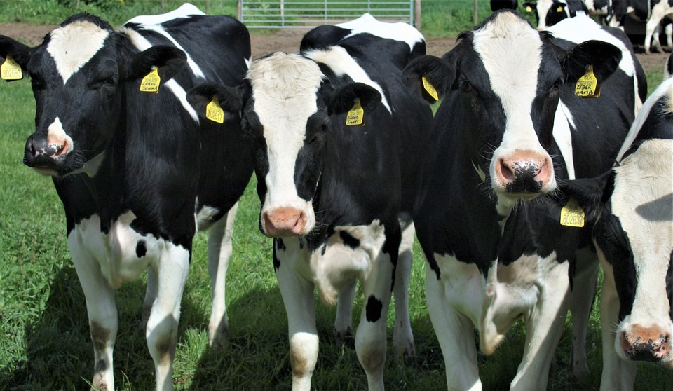 Read more about the article Gene Ireland Dairy – The role of the national breeding programme in the Irish dairy Industry.