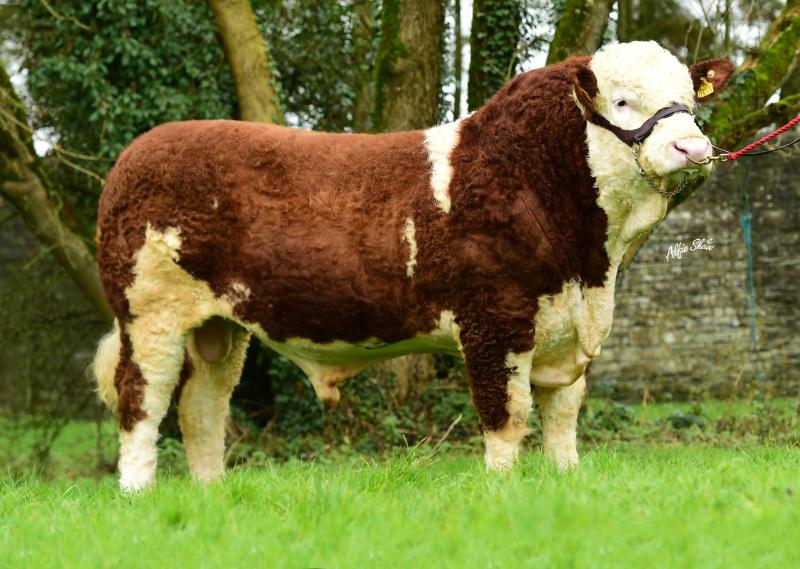 Read more about the article Beef Gene Ireland Spring 2019 – Over 3,000 doses distributed