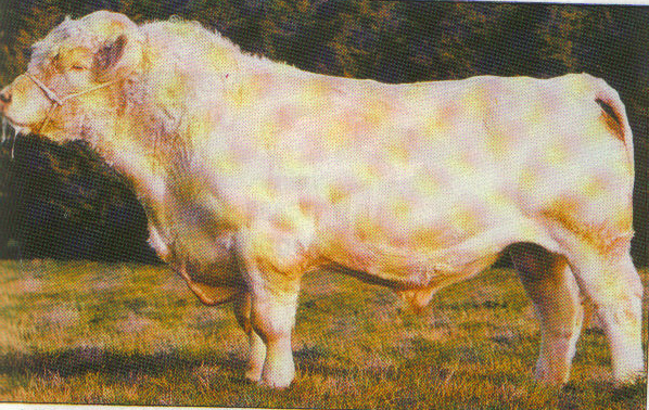 Read more about the article Bull Nostalgia – Barracks Dukakis