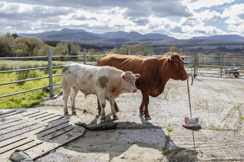 Read more about the article The Irish Suckler Cow in 2030, what will she look like?