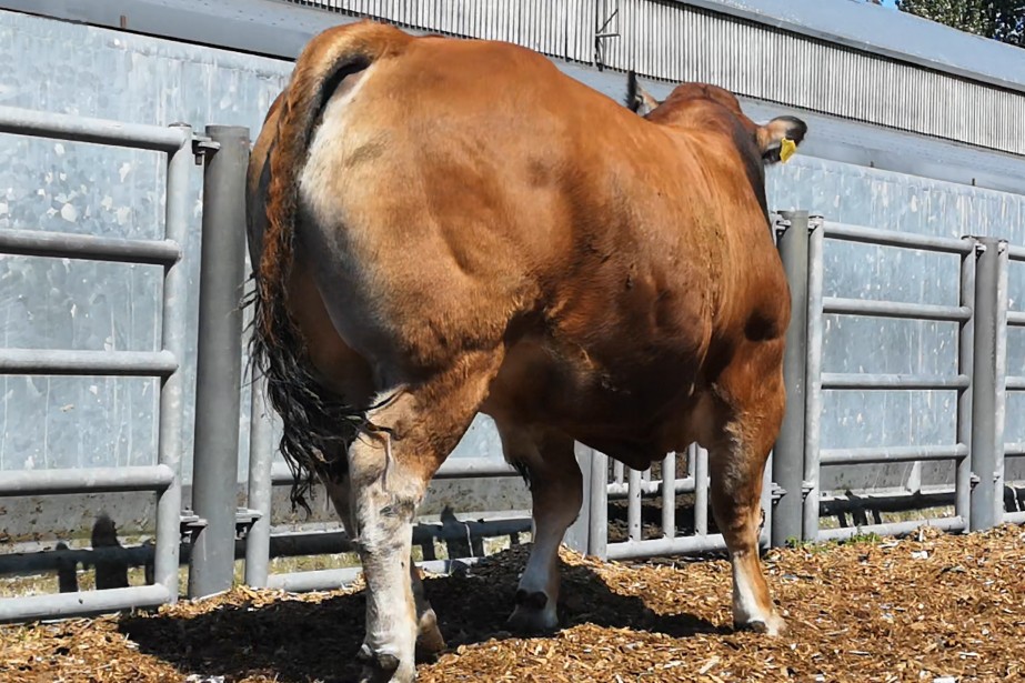 Read more about the article Video – Tomschoice Iceberg (ZXT) Progeny