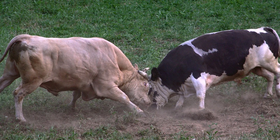 Read more about the article FAQ: How is a bull’s ‘Docility’ figure calculated?
