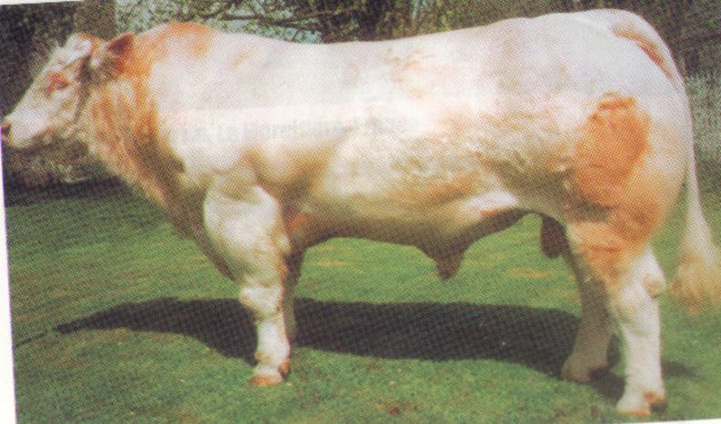 Read more about the article Influential Sires – Charolais