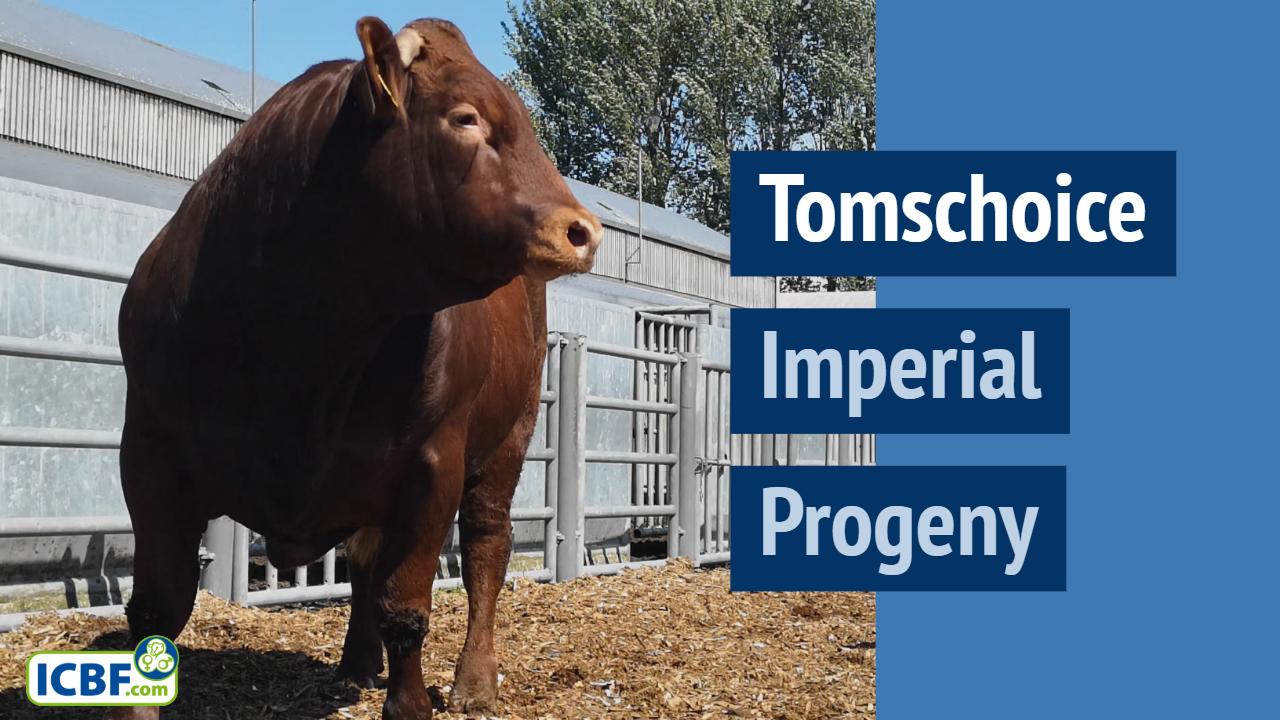 Read more about the article Tomschoice Imperial LM2117 Progeny Video