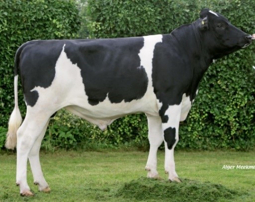 Read more about the article Most Popular Dairy AI Sires in Dairy Herds – 2018