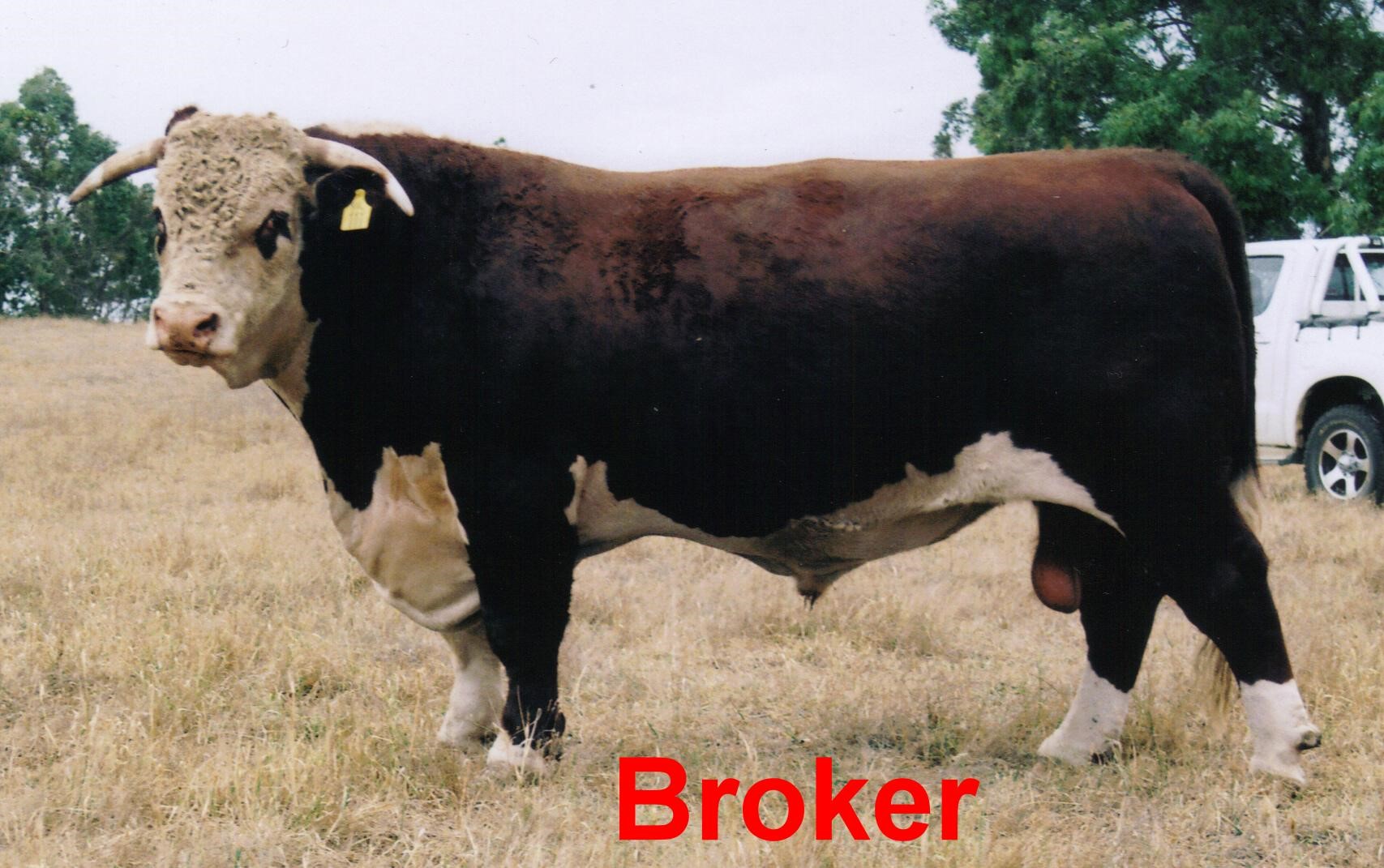 Read more about the article FAQ: How is a bull’s ‘Daughter Calving Difficulty’ figure calculated?