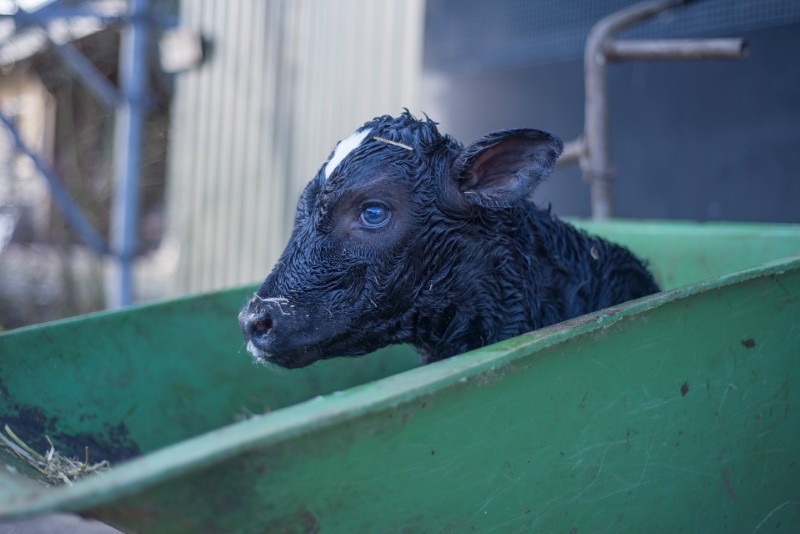 Read more about the article HerdPlus Dairy Calving Statistics 2019