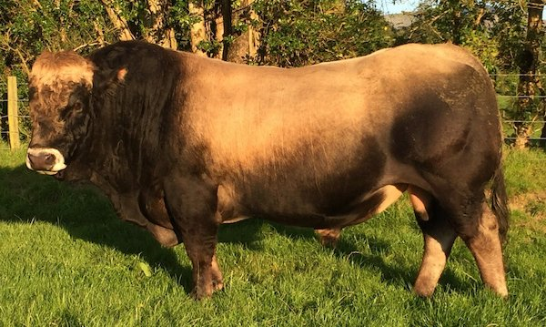 Breeding “Hardy Docile Maternal Cattle” in Co. Wicklow