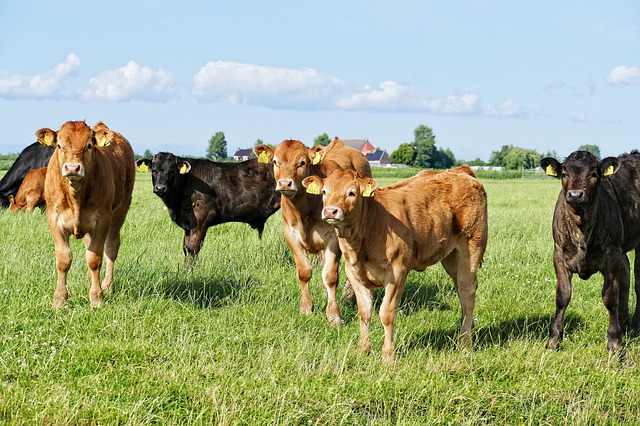 Read more about the article 2019 Beef Calving Statistics Published