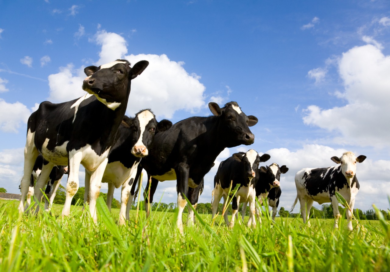 Read more about the article Dairy Gene Ireland programme