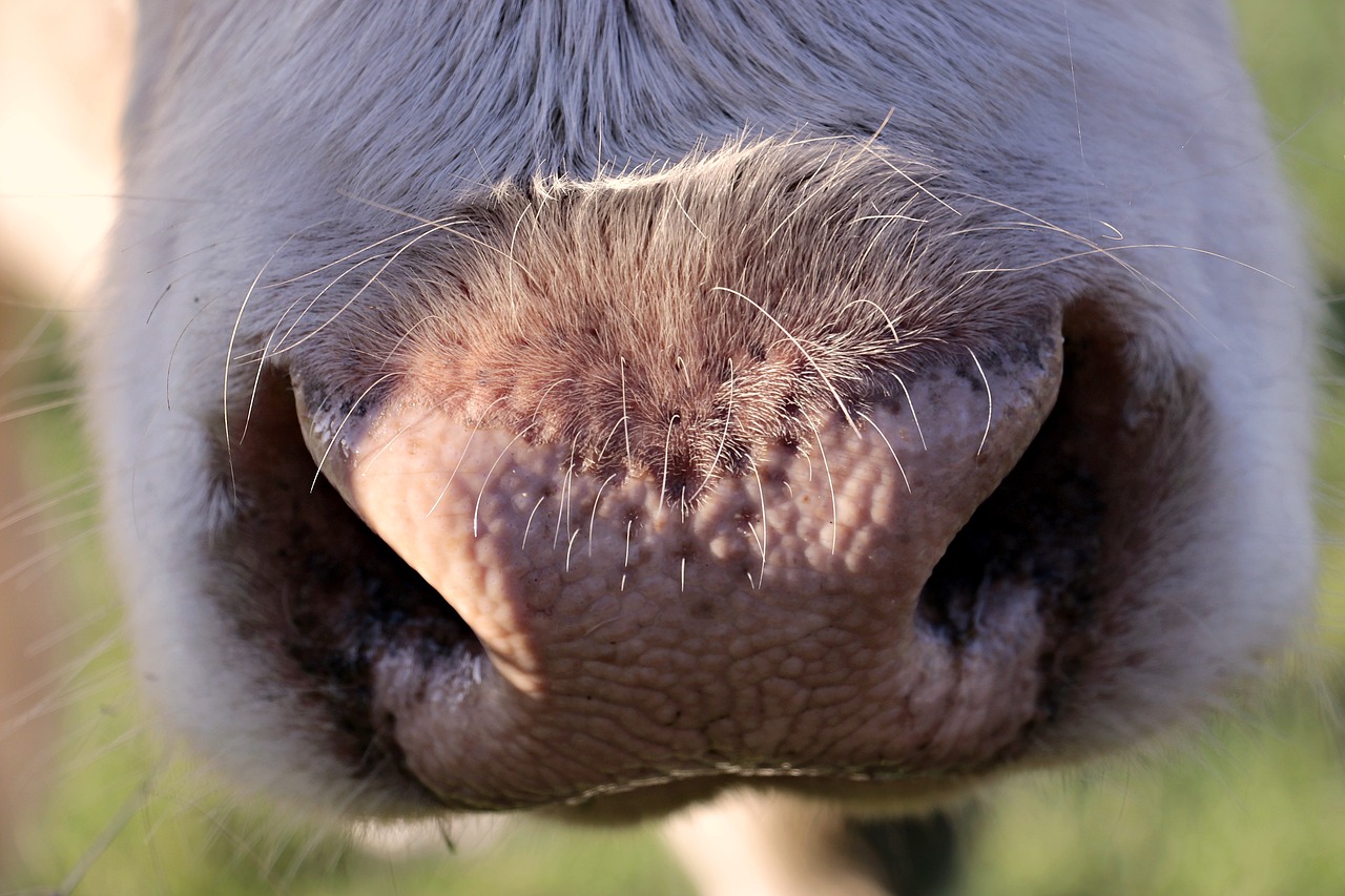 Read more about the article September 2019 Genetic Evaluations Now Live