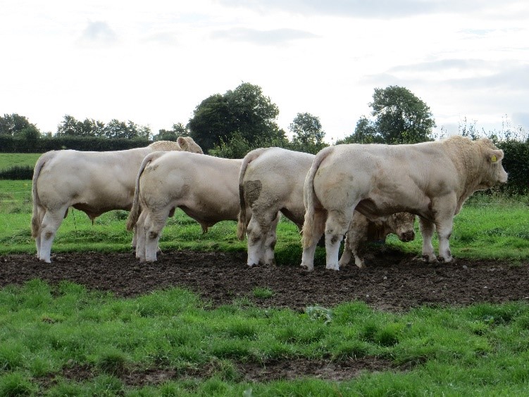 Read more about the article Rosanna Charolais – “Bulls sold fit and ready to work”