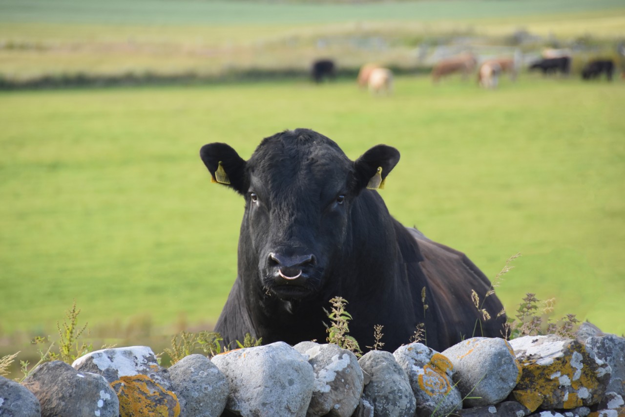 Bull Ireland Genotype DNA publish Calving