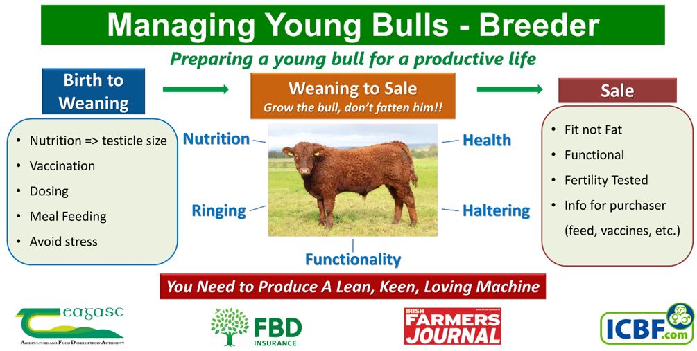 Young Stock Bull Management - ICBF