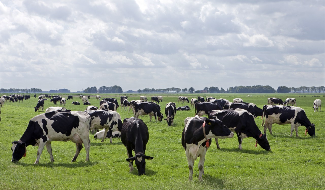 Read more about the article A Decade of Dairy Cow Numbers 2011 to 2020