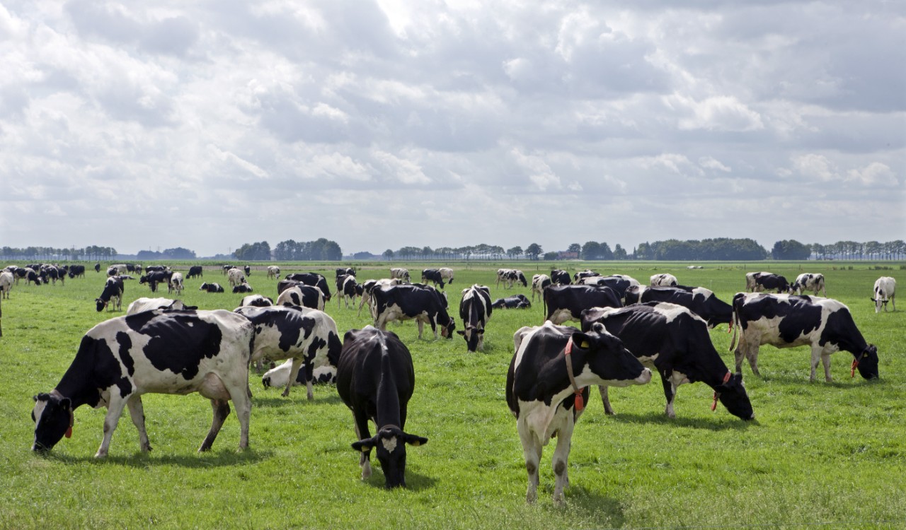 A Decade of Dairy Cow Numbers 2011 to 2020